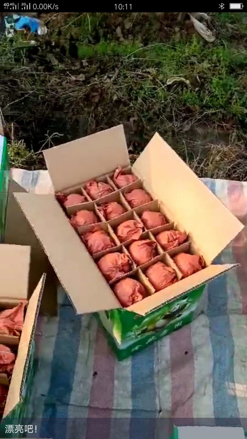 酥梨蒲城酥梨冷库精品