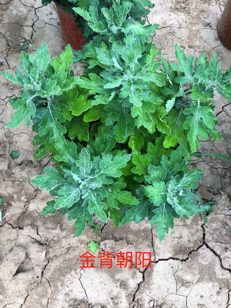 金背朝阳