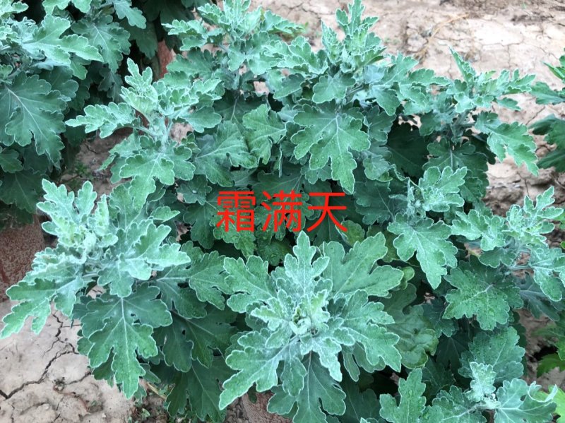 霜满天