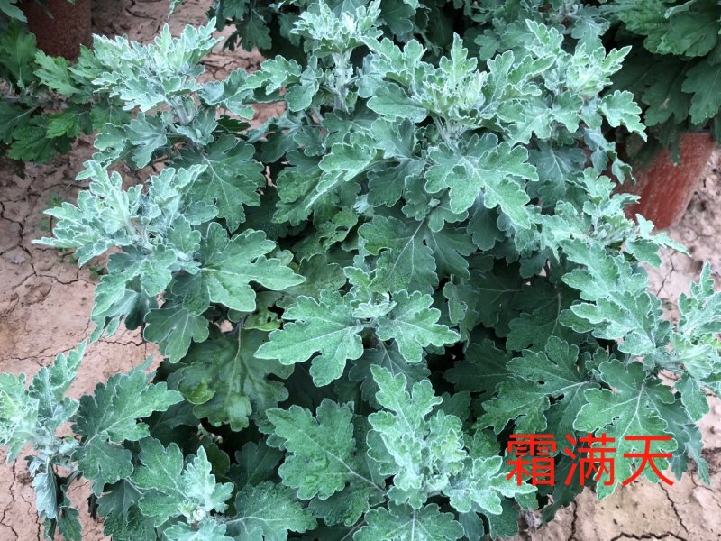 霜满天