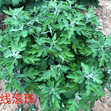 金线滚珠