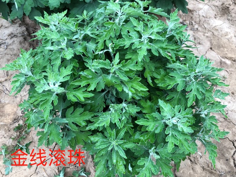 金线滚珠