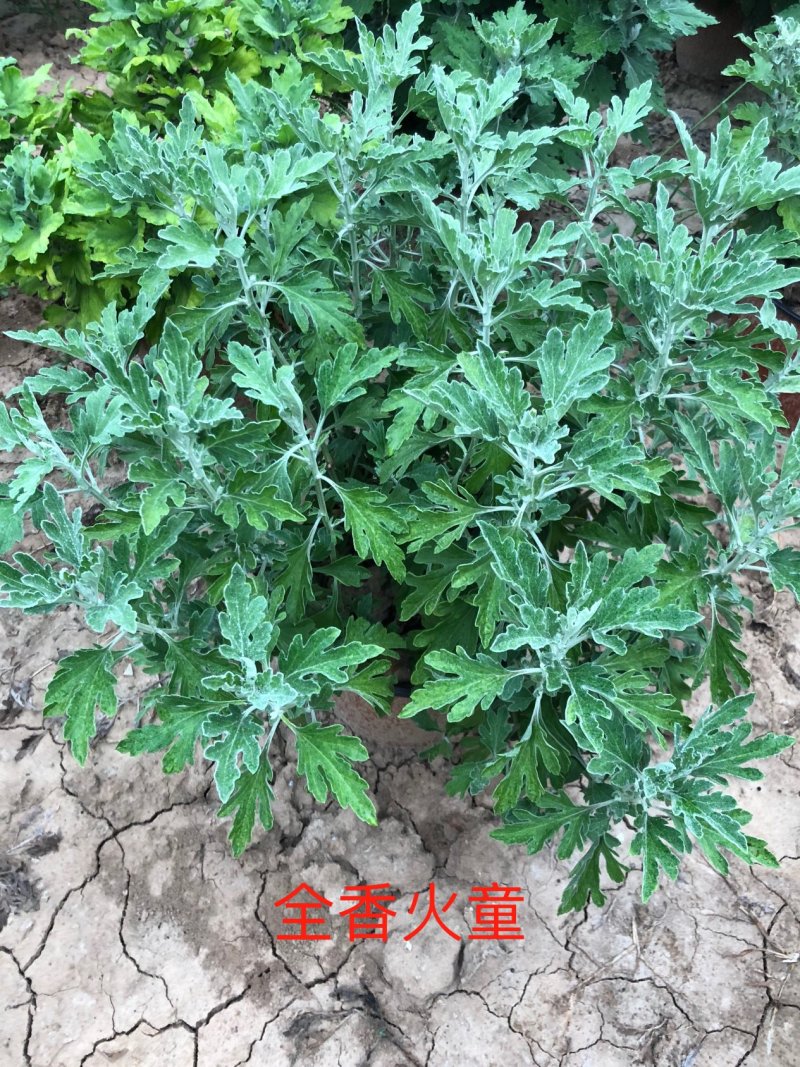 全香火童