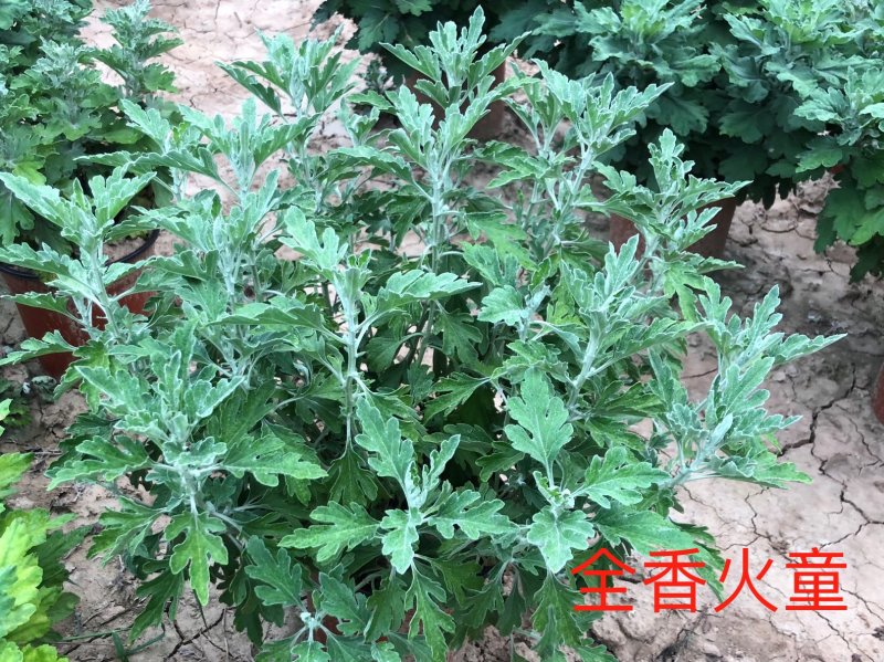全香火童