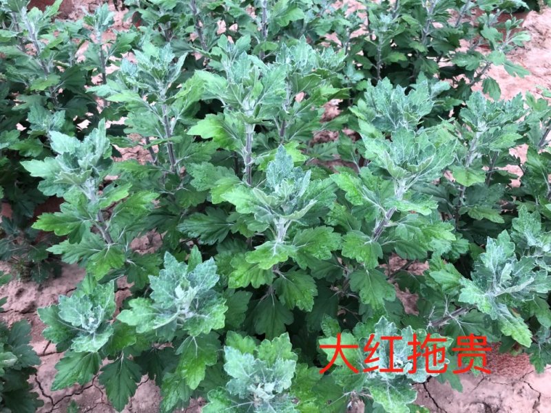 大红拖贵