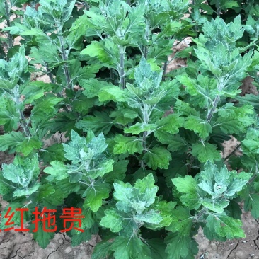 大红拖贵