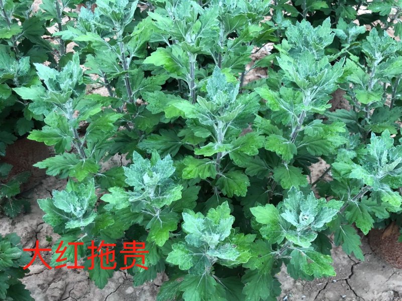 大红拖贵