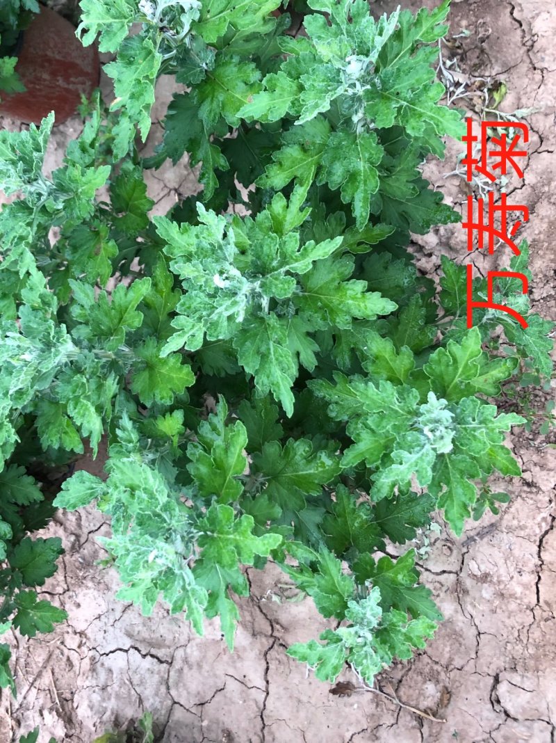 万寿菊