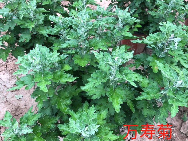 万寿菊
