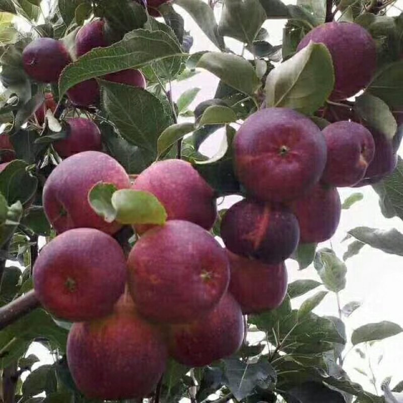 大量出售123小苹果，龙峰