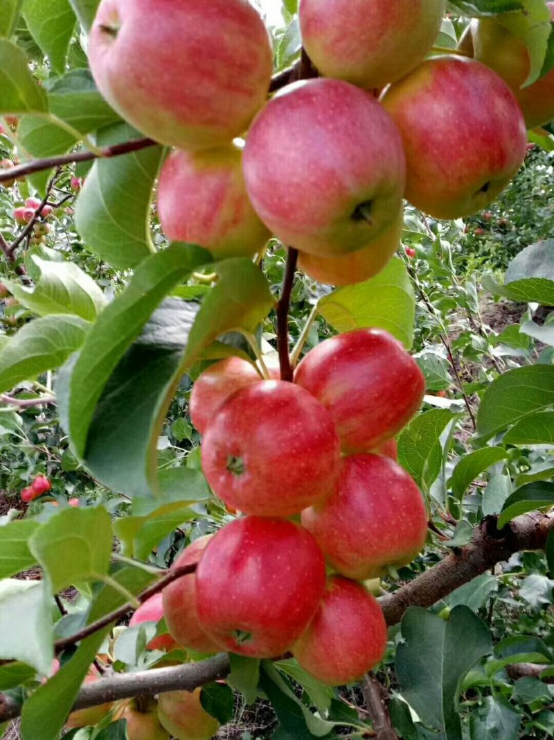 大量出售123小苹果，龙峰