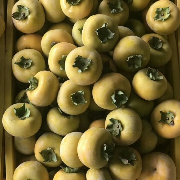 恭城脆柿