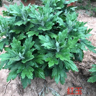 红玉