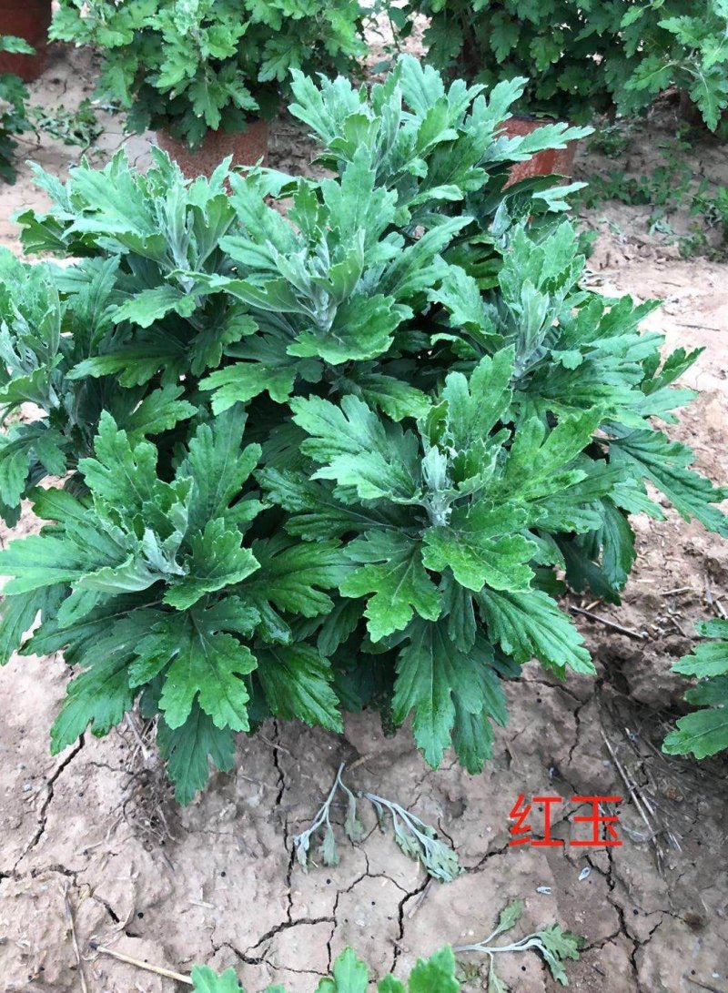 红玉