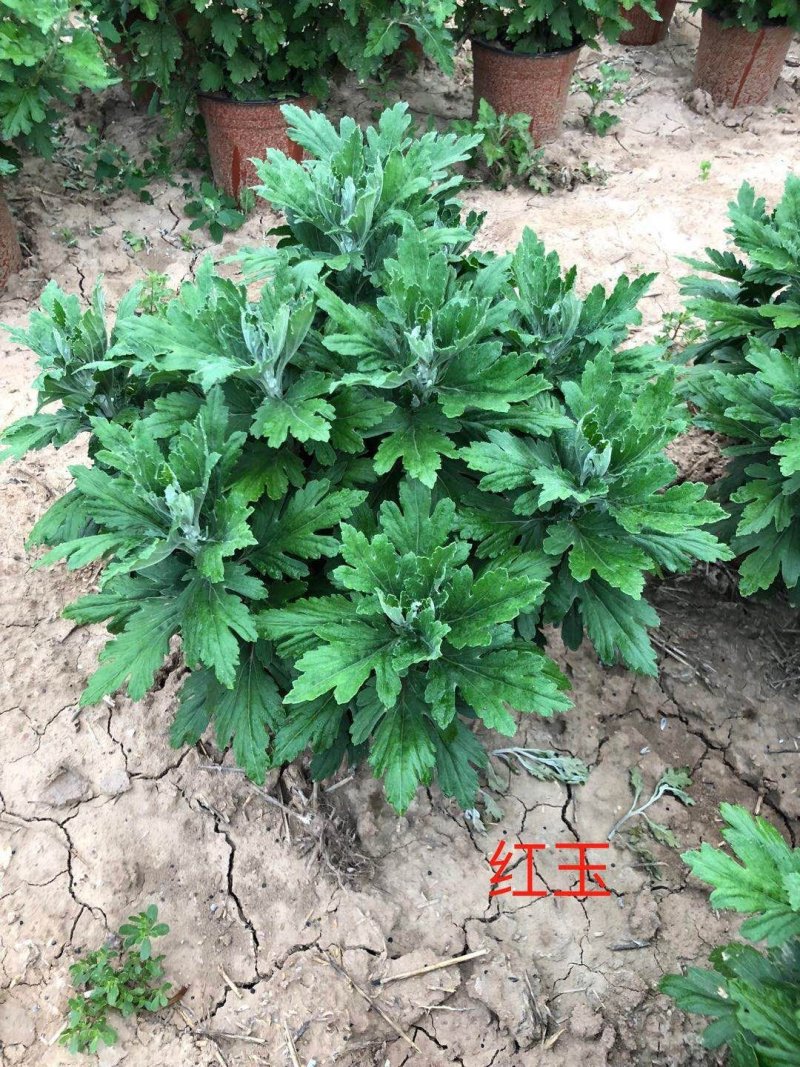 红玉