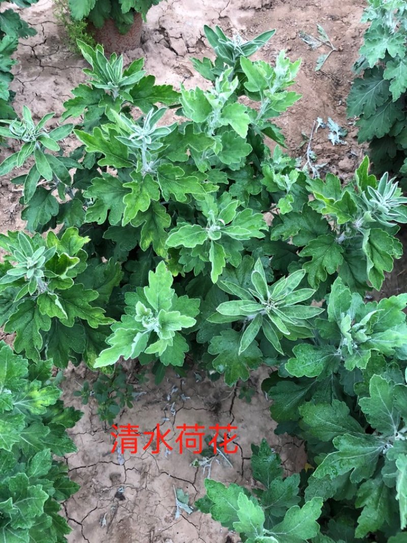 清水荷花
