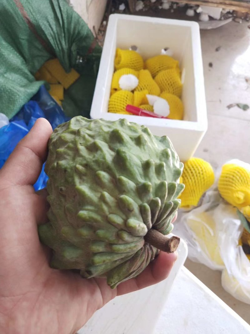 台湾凤梨释迦非大目释迦新鲜水果番荔枝佛头果释迦多规格批发