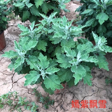 菊花嫣紫飘雪