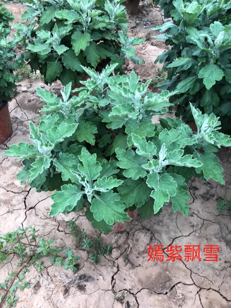 菊花嫣紫飘雪