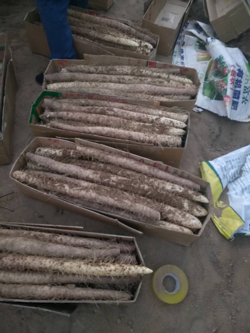 山西白玉山药新货上市，大量有货，保质保量，合作共
