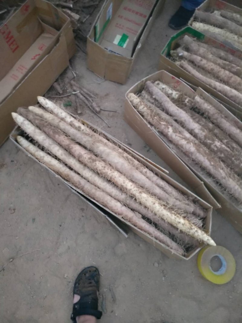山西白玉山药新货上市，大量有货，保质保量，合作共