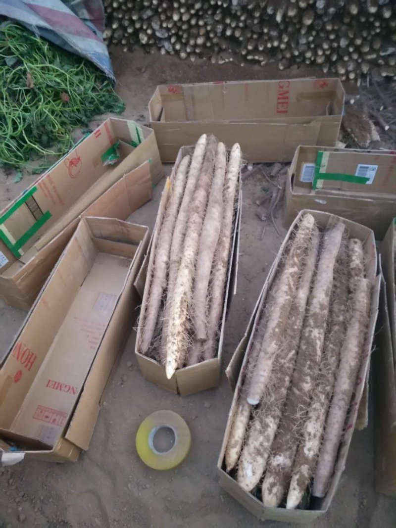 山西白玉山药新货上市，大量有货，保质保量，合作共