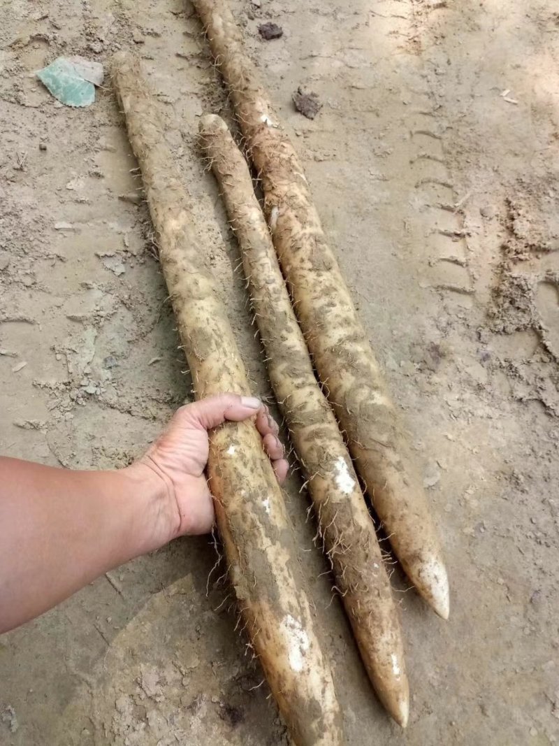 山西白玉山药新货上市，大量有货，保质保量，合作共