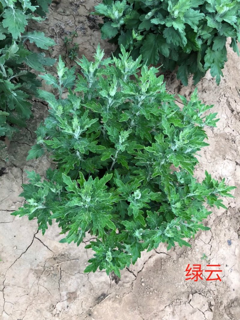 菊花绿云