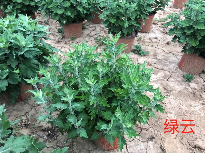 菊花绿云