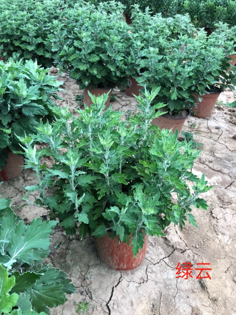 菊花绿云
