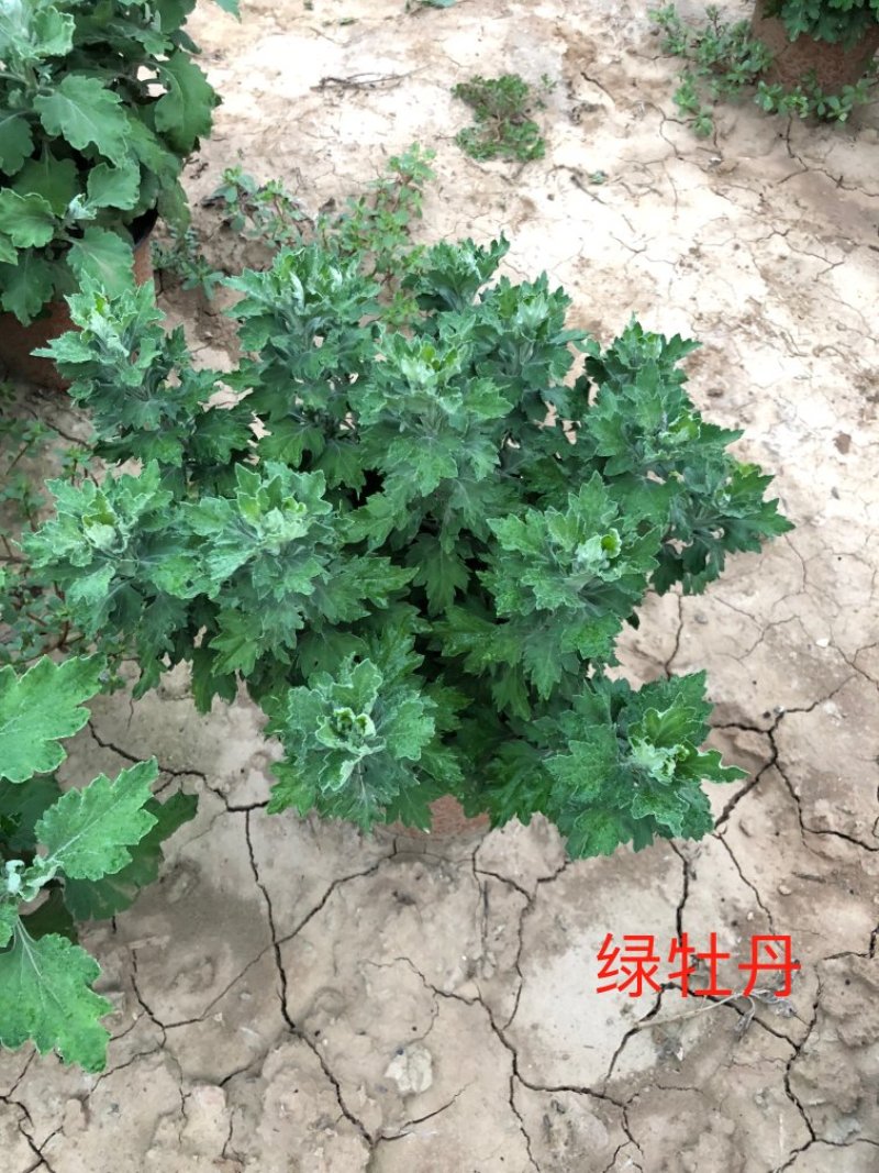 菊花绿牡丹