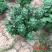 菊花绿牡丹