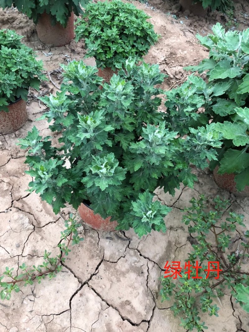 菊花绿牡丹