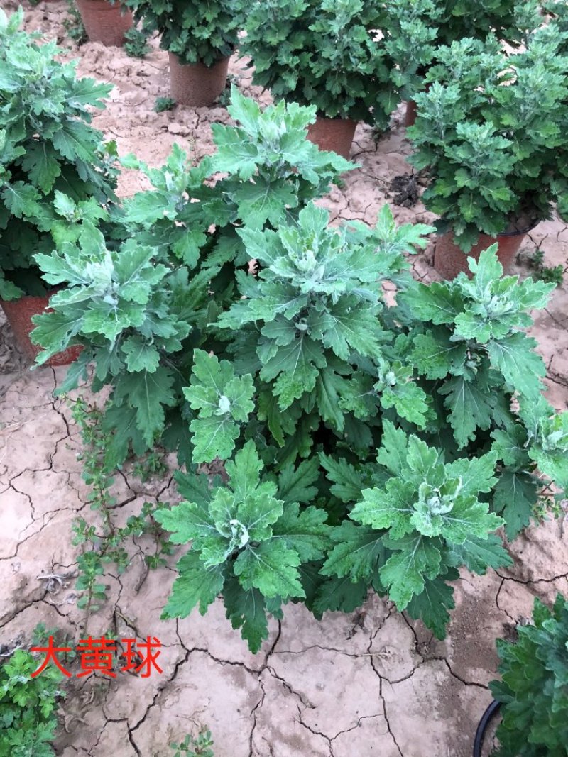 菊花大黄球