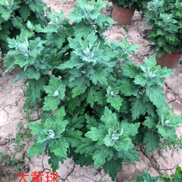 菊花大黄球