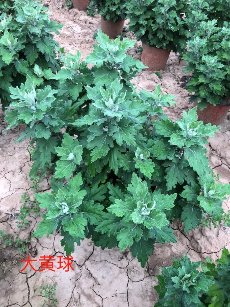 菊花大黄球