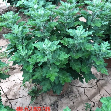菊花贵妃醉酒