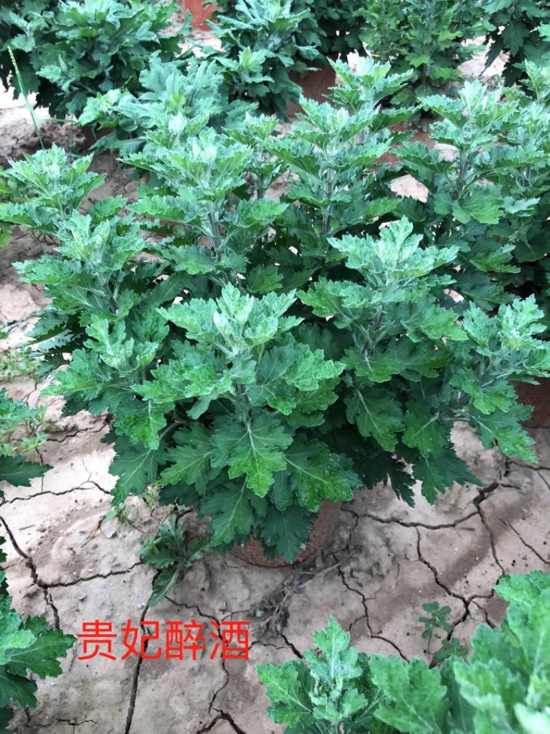 菊花贵妃醉酒