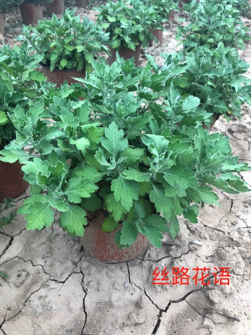 菊花丝路花语
