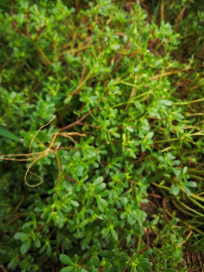 马齿菜