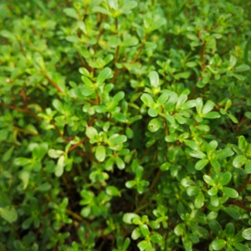 马齿菜