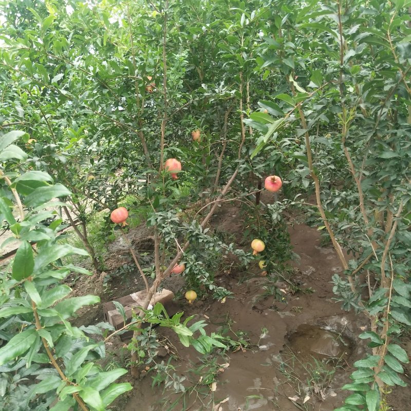 突尼斯软籽石榴苗泰山红石榴苗50~60cm