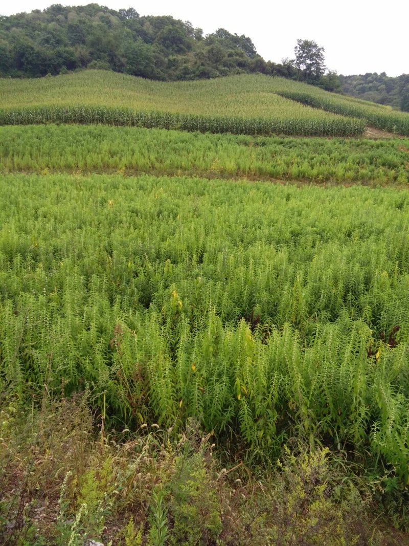 泽兰，基地直销，保证质量