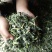 优质野生益母草