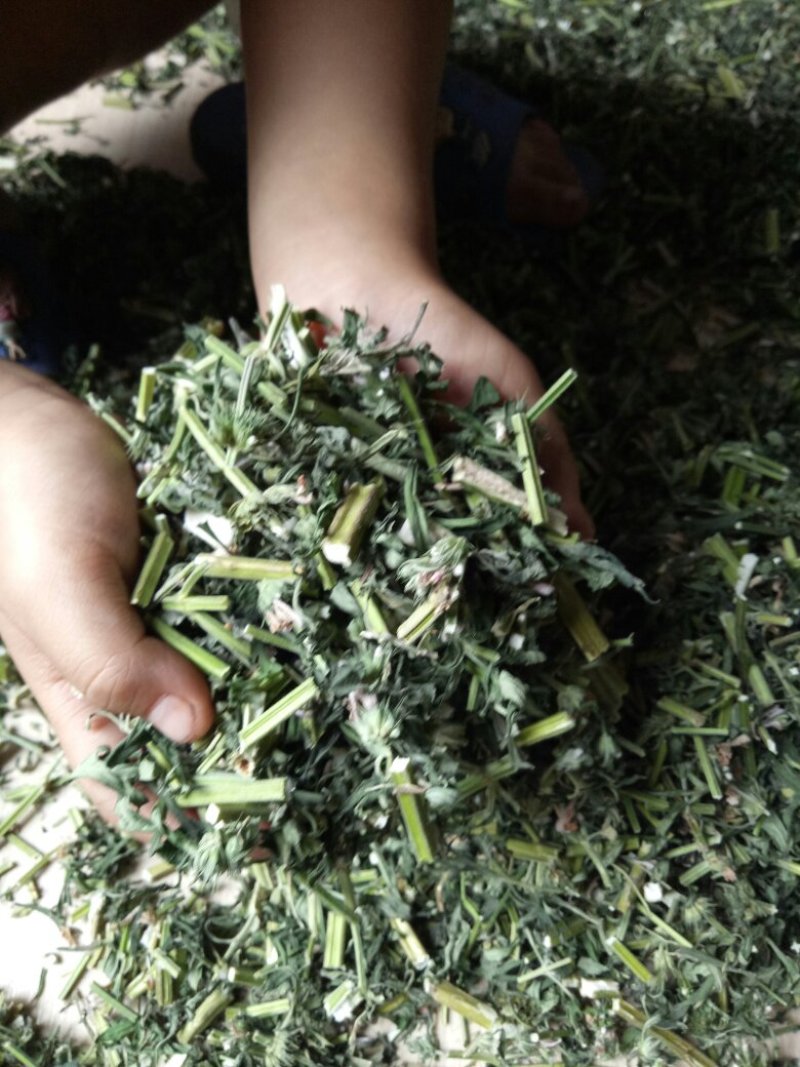 优质野生益母草