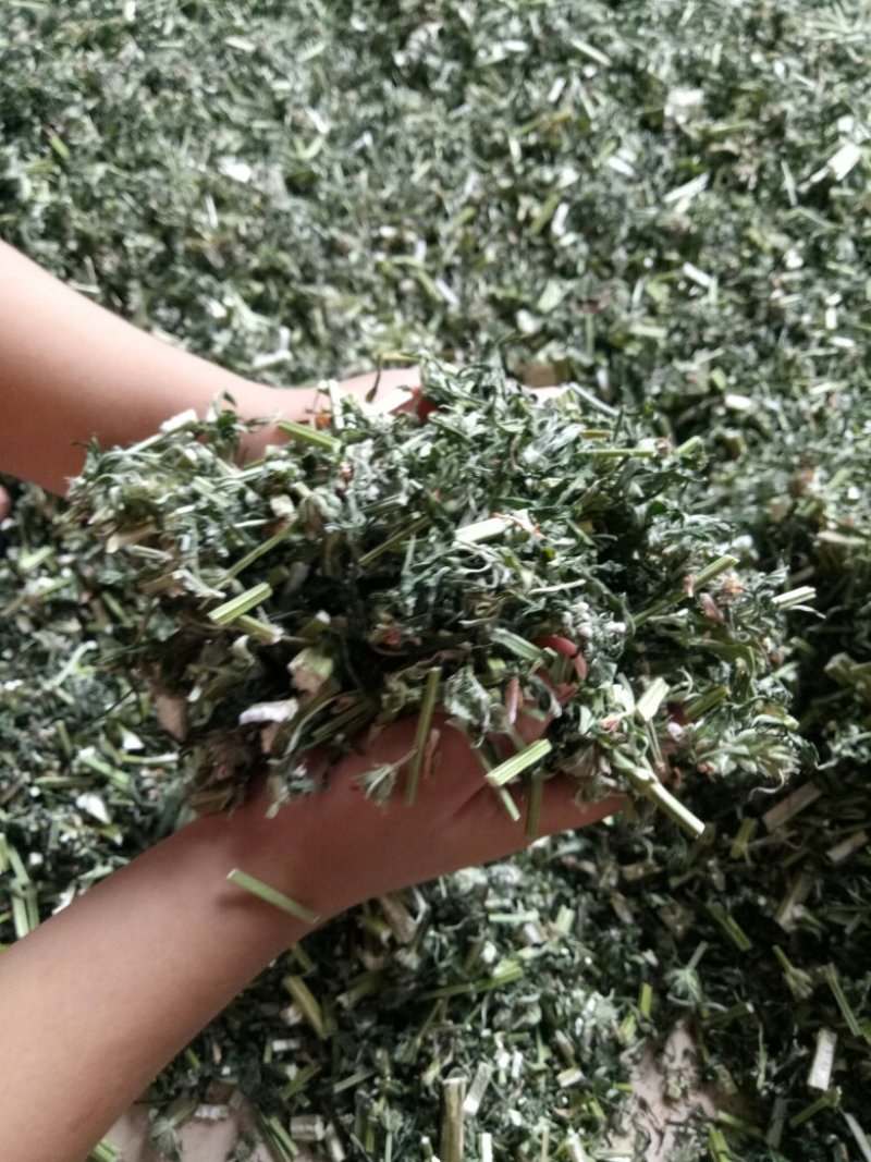 优质野生益母草