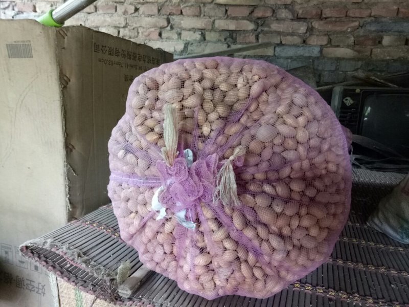 供应白果