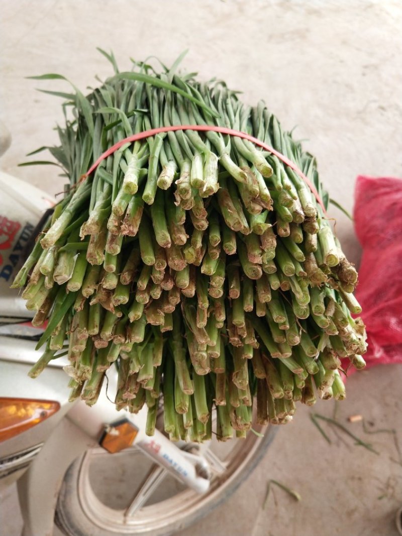大量韭菜上市，平茬，二茬！