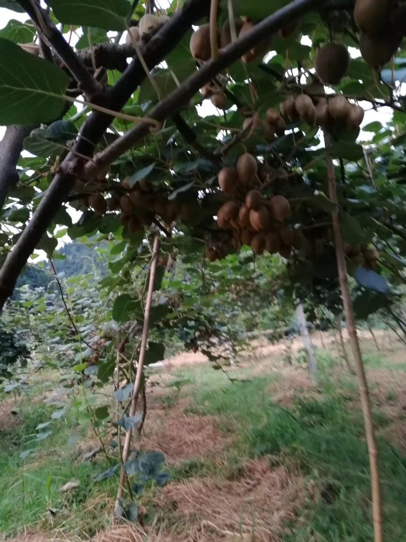 红心猕猴桃