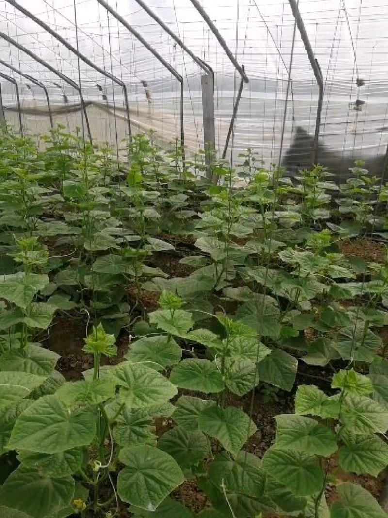 黄瓜苗強雌油量产量高抗病强